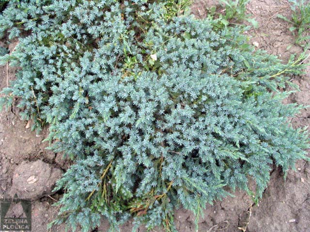  Polegla kleka Juniperus squamata 'Blue Carpet' 